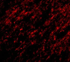 Anti-STK39 antibody used in IHC (Paraffin sections) (IHC-P). GTX85024