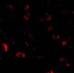 Anti-CAPS1 antibody used in IHC (Paraffin sections) (IHC-P). GTX85036