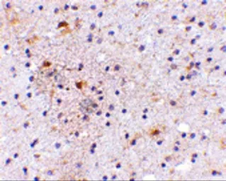 Anti-CAPS1 antibody used in IHC (Paraffin sections) (IHC-P). GTX85037