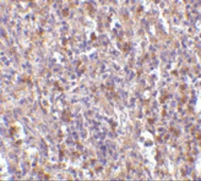 Anti-Orai1 antibody used in IHC (Paraffin sections) (IHC-P). GTX85057