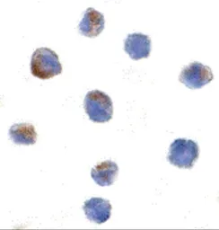 Anti-PARC antibody used in Immunocytochemistry/ Immunofluorescence (ICC/IF). GTX85085
