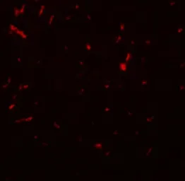 Anti-SIRT1 antibody used in IHC (Paraffin sections) (IHC-P). GTX85106