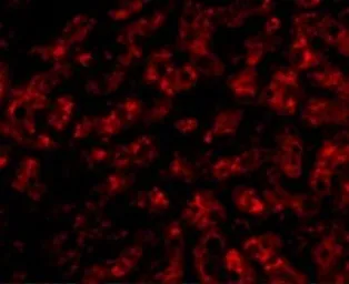 Anti-Apolipoprotein A1 antibody used in IHC (Paraffin sections) (IHC-P). GTX85115