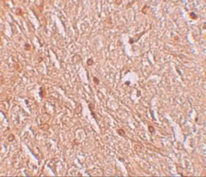 Anti-LMBRD1 antibody used in IHC (Paraffin sections) (IHC-P). GTX85141