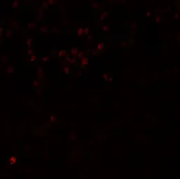 Anti-LMBRD1 antibody used in IHC (Paraffin sections) (IHC-P). GTX85141