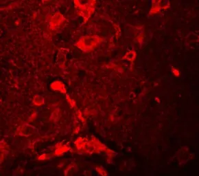 Anti-APBA2 antibody used in IHC (Paraffin sections) (IHC-P). GTX85144