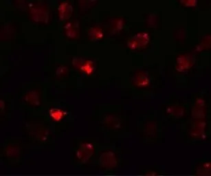 Anti-PIWIL3 antibody used in Immunocytochemistry/ Immunofluorescence (ICC/IF). GTX85145