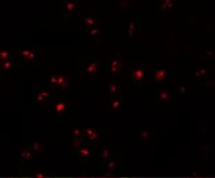 Anti-IFITM1 antibody used in Immunocytochemistry/ Immunofluorescence (ICC/IF). GTX85181