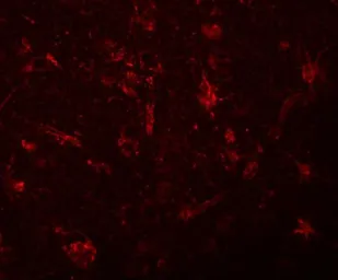 Anti-ZC3H12C antibody used in IHC (Paraffin sections) (IHC-P). GTX85195