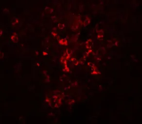 Anti-LZTR2 antibody used in IHC (Paraffin sections) (IHC-P). GTX85204