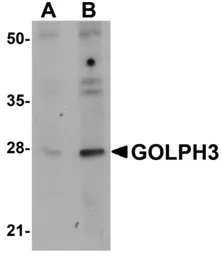 Anti-GOLPH3 antibody used in Western Blot (WB). GTX85238