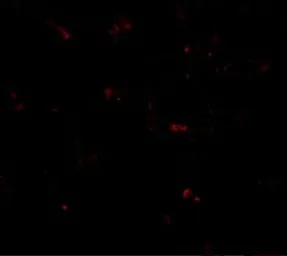 Anti-STING antibody used in Immunocytochemistry/ Immunofluorescence (ICC/IF). GTX85266