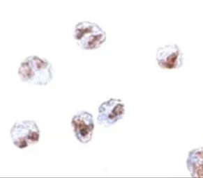 Anti-SCARA5 antibody used in Immunocytochemistry/ Immunofluorescence (ICC/IF). GTX85270