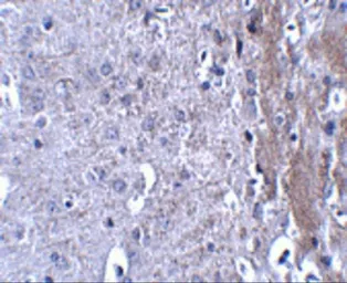 Anti-MATN4 antibody used in IHC (Paraffin sections) (IHC-P). GTX85294