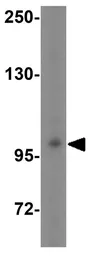 Anti-LRFN2 antibody used in Western Blot (WB). GTX85344