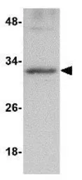 Anti-GNPDA2 antibody used in Western Blot (WB). GTX85346