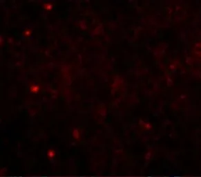 Anti-TOM70 antibody used in IHC (Paraffin sections) (IHC-P). GTX85353