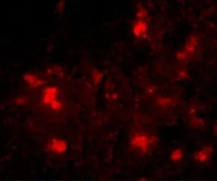 Anti-Dact2 antibody used in IHC (Paraffin sections) (IHC-P). GTX85373