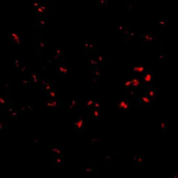Anti-PARL antibody used in Immunocytochemistry/ Immunofluorescence (ICC/IF). GTX85382