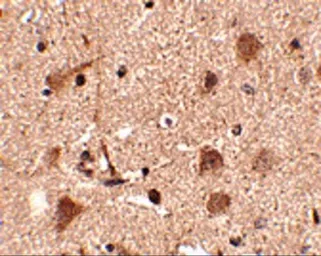 Anti-Slitrk5 antibody used in IHC (Paraffin sections) (IHC-P). GTX85413
