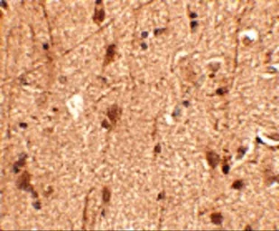 Anti-Slitrk3 antibody used in IHC (Paraffin sections) (IHC-P). GTX85417