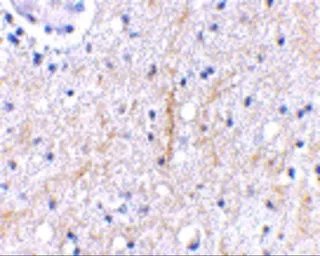 Anti-Plxdc2 antibody used in IHC (Paraffin sections) (IHC-P). GTX85419
