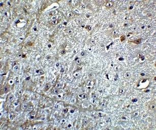 Anti-CDNF antibody used in IHC (Paraffin sections) (IHC-P). GTX85432