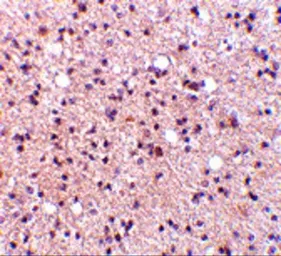 Anti-NPAS3 antibody used in IHC (Paraffin sections) (IHC-P). GTX85444