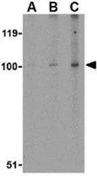 Anti-NPAS3 antibody used in Western Blot (WB). GTX85444