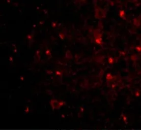 Anti-Nogo A antibody used in IHC (Paraffin sections) (IHC-P). GTX85447