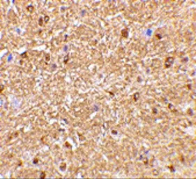Anti-Nogo A antibody used in IHC (Paraffin sections) (IHC-P). GTX85448