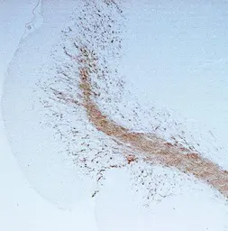 Anti-CNPase antibody used in Immunohistochemistry (IHC). GTX85451