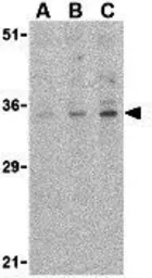 Anti-CTRP4 antibody used in Western Blot (WB). GTX85504