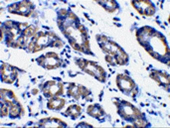 Anti-Noxa antibody used in IHC (Paraffin sections) (IHC-P). GTX85521