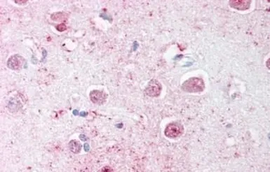 Anti-LINGO1 antibody used in IHC (Paraffin sections) (IHC-P). GTX85682