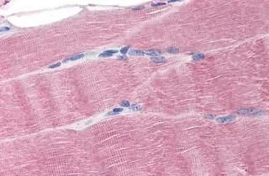 Anti-Ferroportin 1 antibody used in IHC (Paraffin sections) (IHC-P). GTX85744