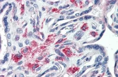 Anti-STX12 antibody [15G2] used in IHC (Paraffin sections) (IHC-P). GTX85751