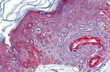 Anti-FAM3C antibody used in IHC (Paraffin sections) (IHC-P). GTX85776