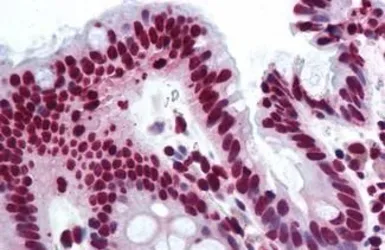 Anti-THRAP3 antibody used in IHC (Paraffin sections) (IHC-P). GTX85787