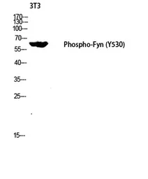 Anti-FYN (phospho Tyr530) antibody used in Western Blot (WB). GTX86757