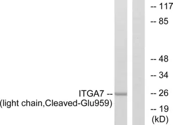 Anti-Integrin alpha 7 (cleaved Glu959) antibody used in Western Blot (WB). GTX86894