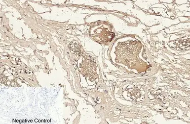 Anti-Caspase 3 (cleaved Asp175) antibody used in IHC (Paraffin sections) (IHC-P). GTX86900