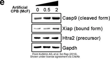 Anti-Caspase 9 (cleaved Asp353) antibody used in Western Blot (WB). GTX86912