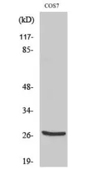 Anti-Cathepsin Z (cleaved Leu62) antibody used in Western Blot (WB). GTX86917