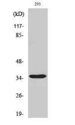Anti-Caspase 9 (cleaved Asp315) antibody used in Western Blot (WB). GTX86945