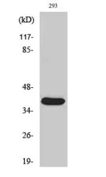 Anti-MMP23 (cleaved Tyr79) antibody used in Western Blot (WB). GTX86949