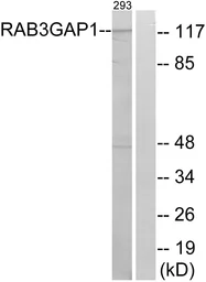 Anti-RAB3GAP1 antibody used in Western Blot (WB). GTX87019