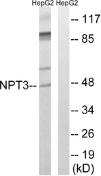 Anti-SLC17A2 antibody used in Western Blot (WB). GTX87203