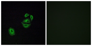Anti-OR2T2 + OR2T35 antibody used in Immunocytochemistry/ Immunofluorescence (ICC/IF). GTX87219