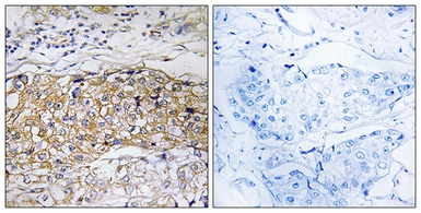 Anti-USP24 antibody used in IHC (Paraffin sections) (IHC-P). GTX87342